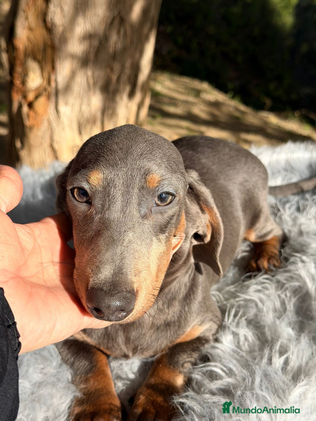 Teckel Miniatura perros en venta: Teckel blue mini - Anuncio 6