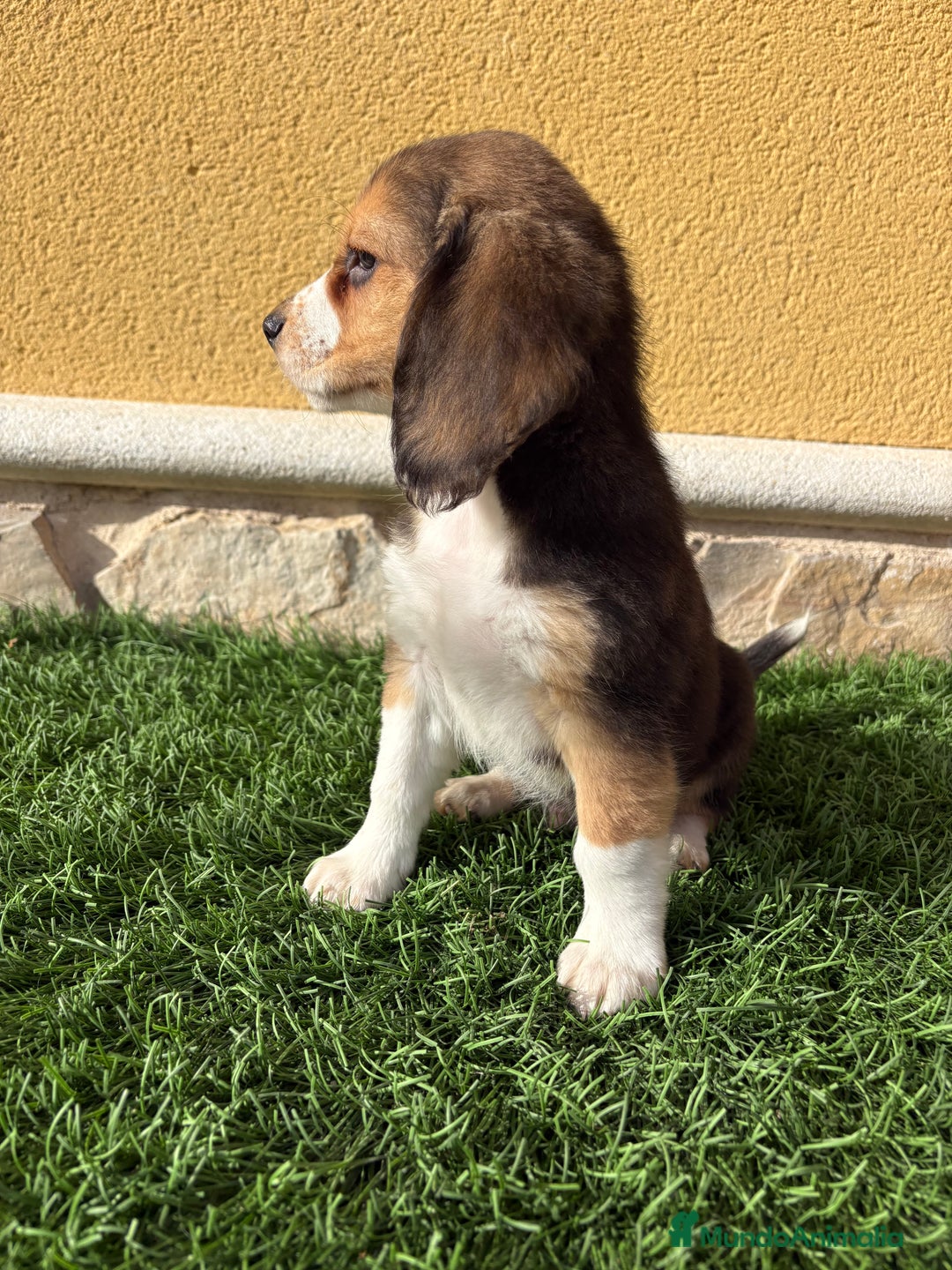 Beagle perros en venta: Espectacular cachorro de Beagle - Anuncio 19