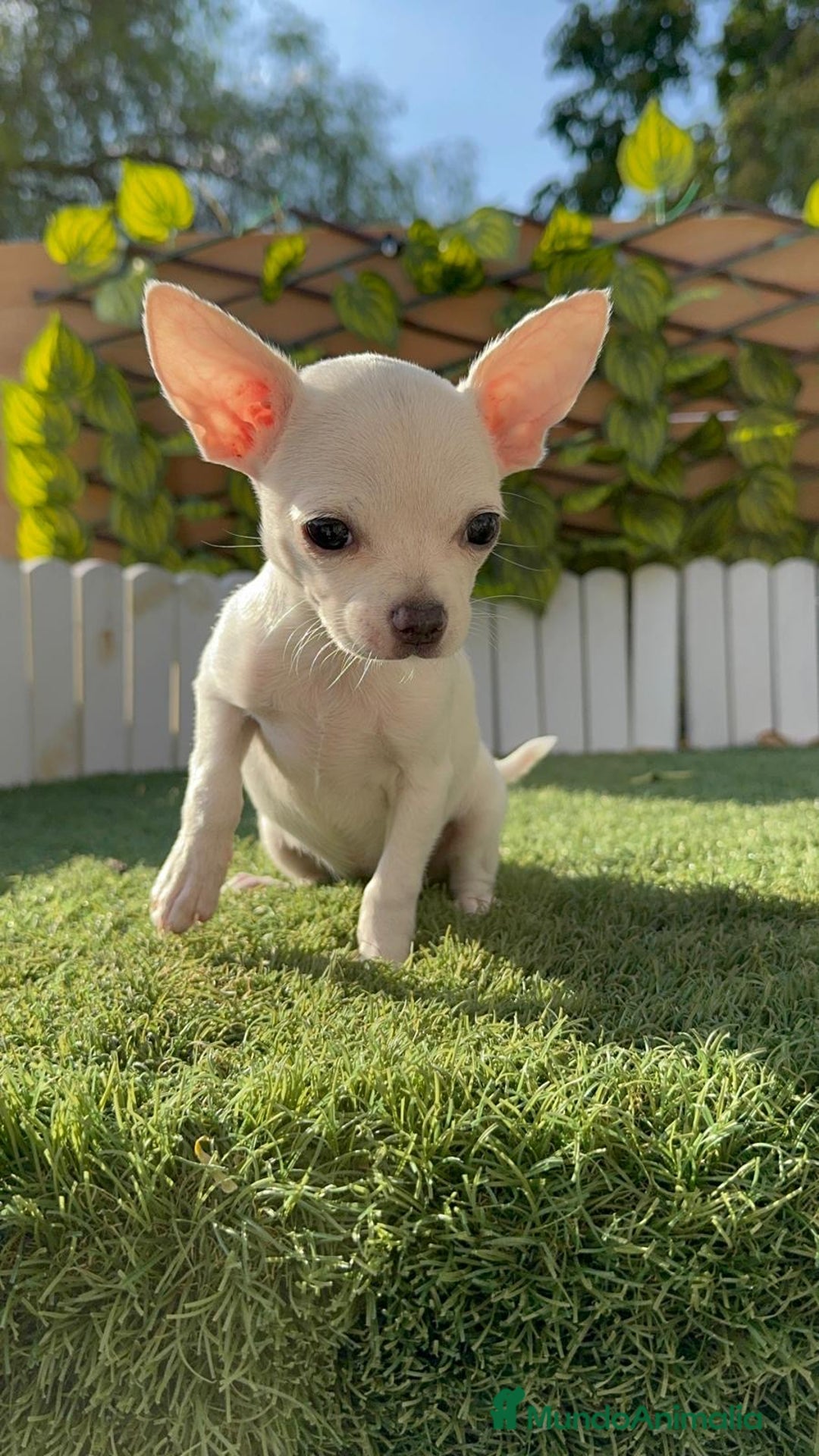 Chihuahua perros en venta: CHIHUAHUA HEMBRA BLANCA - Imagen 10