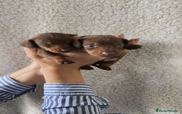 Teckel Miniatura perros en venta: Teckel chocolate kanichen Macho y Hembra  - Imagen 6