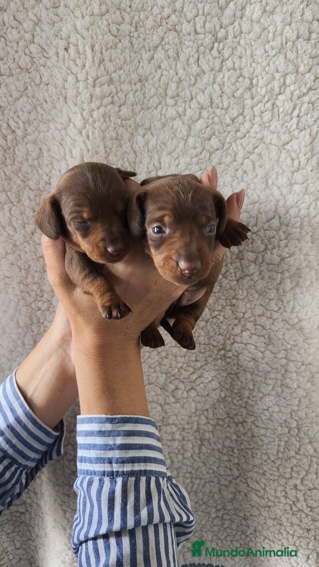 Teckel Miniatura perros en venta: Teckel chocolate kanichen Macho y Hembra  - Imagen 6