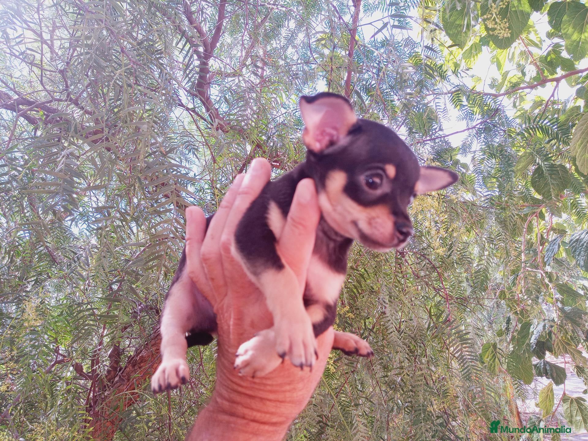 Chihuahua perros en venta: Chihuahua hembra muy pequeña. - Anuncio 1