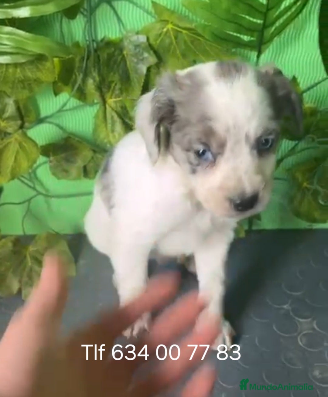 Raza Mixta perros en venta: Excelentes border con Bretón  - Anuncio 3