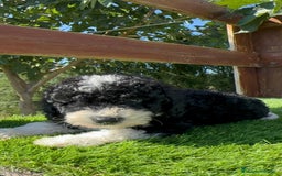 Perro de Agua Español perros en venta: PERRO DE AGUA MACHO - Imagen 16