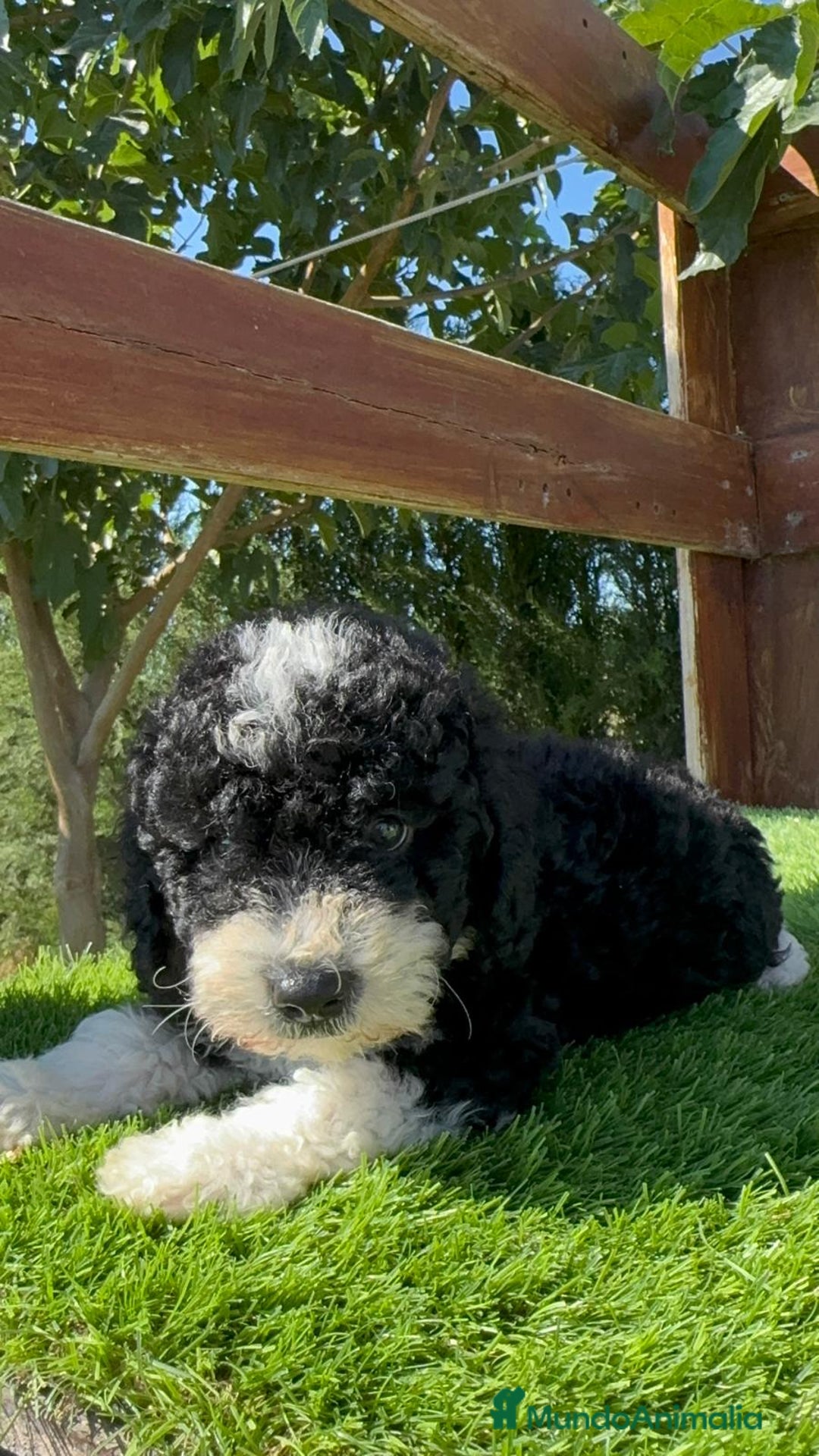 Perro de Agua Español perros en venta: PERRO DE AGUA MACHO - Imagen 16