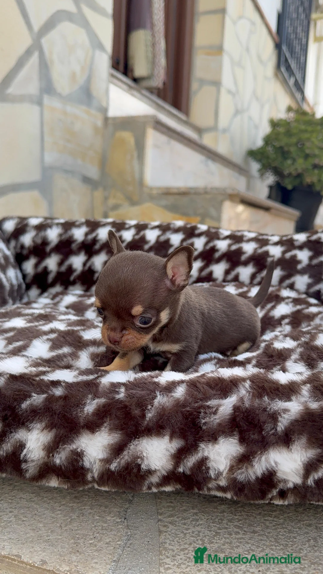Chihuahua perros en venta: Chihuahua Toy Macho Chocolate Cabeza Manzana  - Anuncio 2