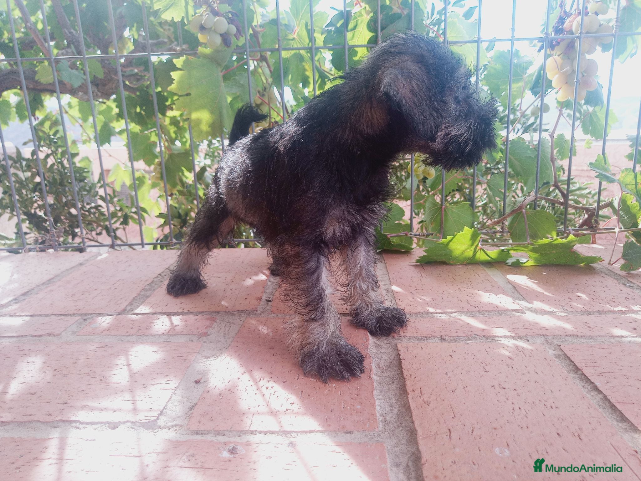 Schnauzer Miniatura perros Camada Titilla Schnauzer  - Anuncio 1