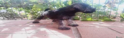 Schnauzer Miniatura perros en venta: Camada Titilla Schnauzer  - Anuncio 1