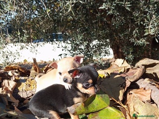 Chihuahua perros Chihuahuas toy cabeza de manzana - Anuncio 5