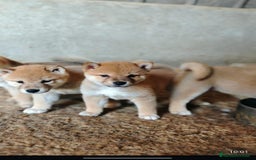 Shiba Inu perros en venta: Cachorros de shiba inu  - Imagen 1
