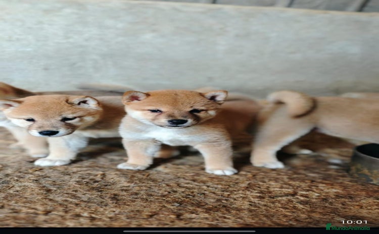 Shiba Inu perros - Anuncio 1