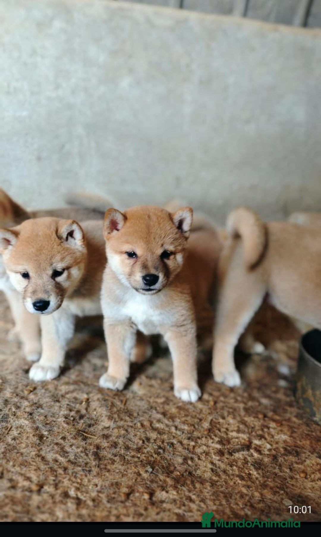 Shiba Inu perros en venta: Cachorros de shiba inu  - Imagen 1