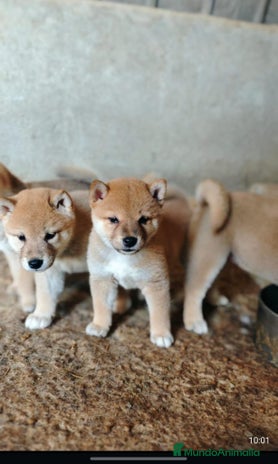 Shiba Inu perros - Anuncio 14