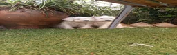 Schnauzer Miniatura perros en venta: Schnauzer mini blanco  - Anuncio 4