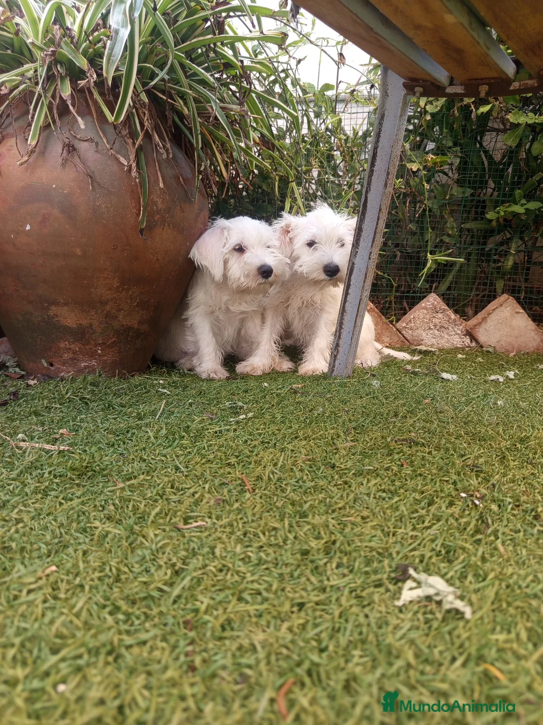 Schnauzer Miniatura perros en venta: Schnauzer mini blanco  - Anuncio 4