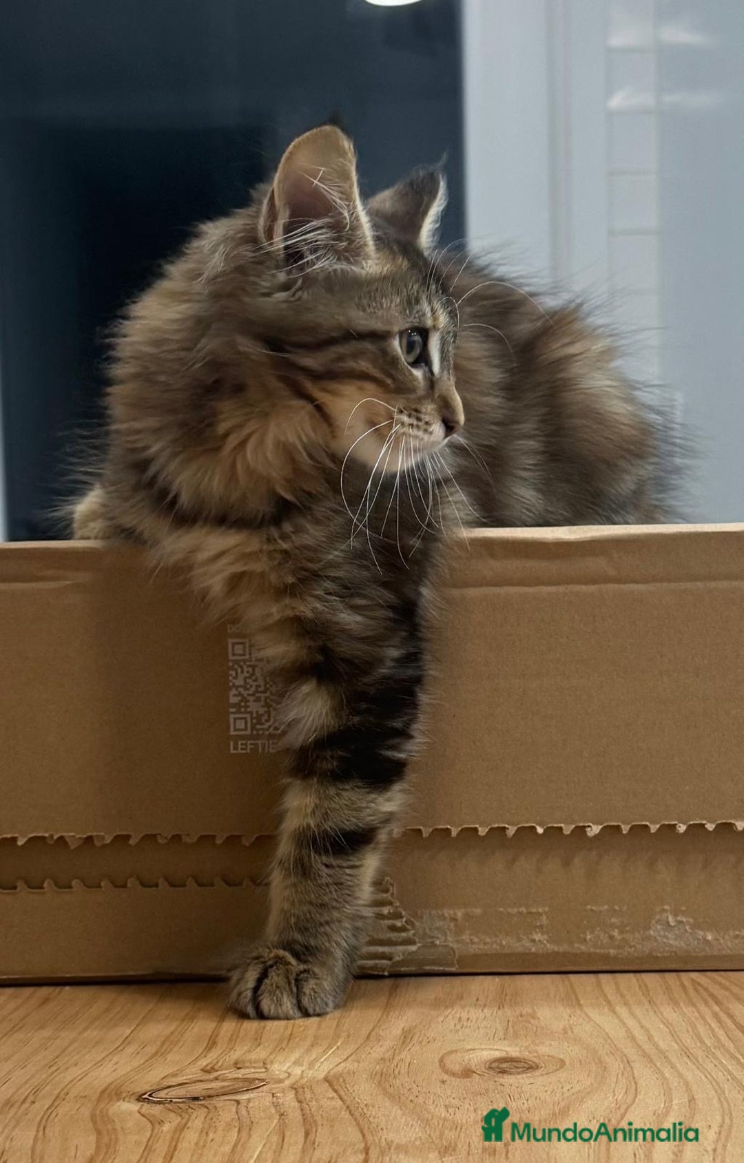 Maine Coon gatos en venta: Preciosa gatita Maine coon - Anuncio 2