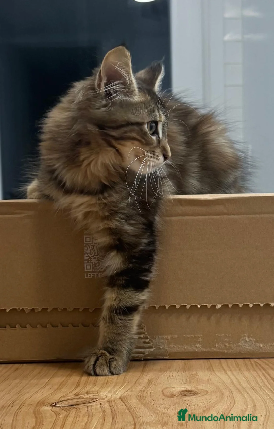 Maine Coon gatos en venta: Preciosa gatita Maine coon - Anuncio 8