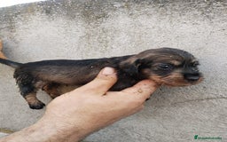 Teckel perros en venta: Teckel pelo duro  - Imagen 2