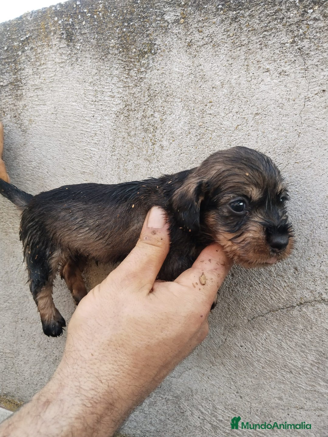 Teckel perros en venta: Teckel pelo duro  - Imagen 2