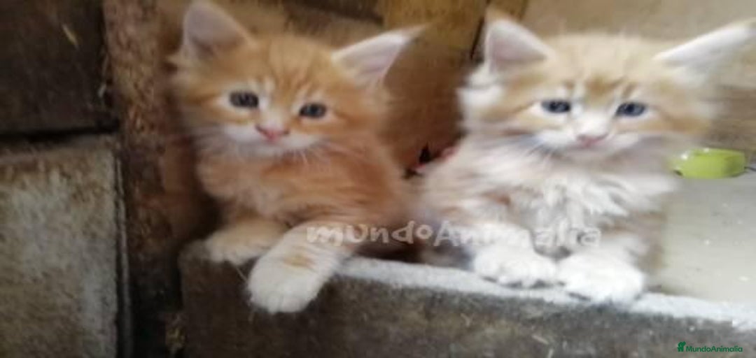 Imagen de galería {{count}}