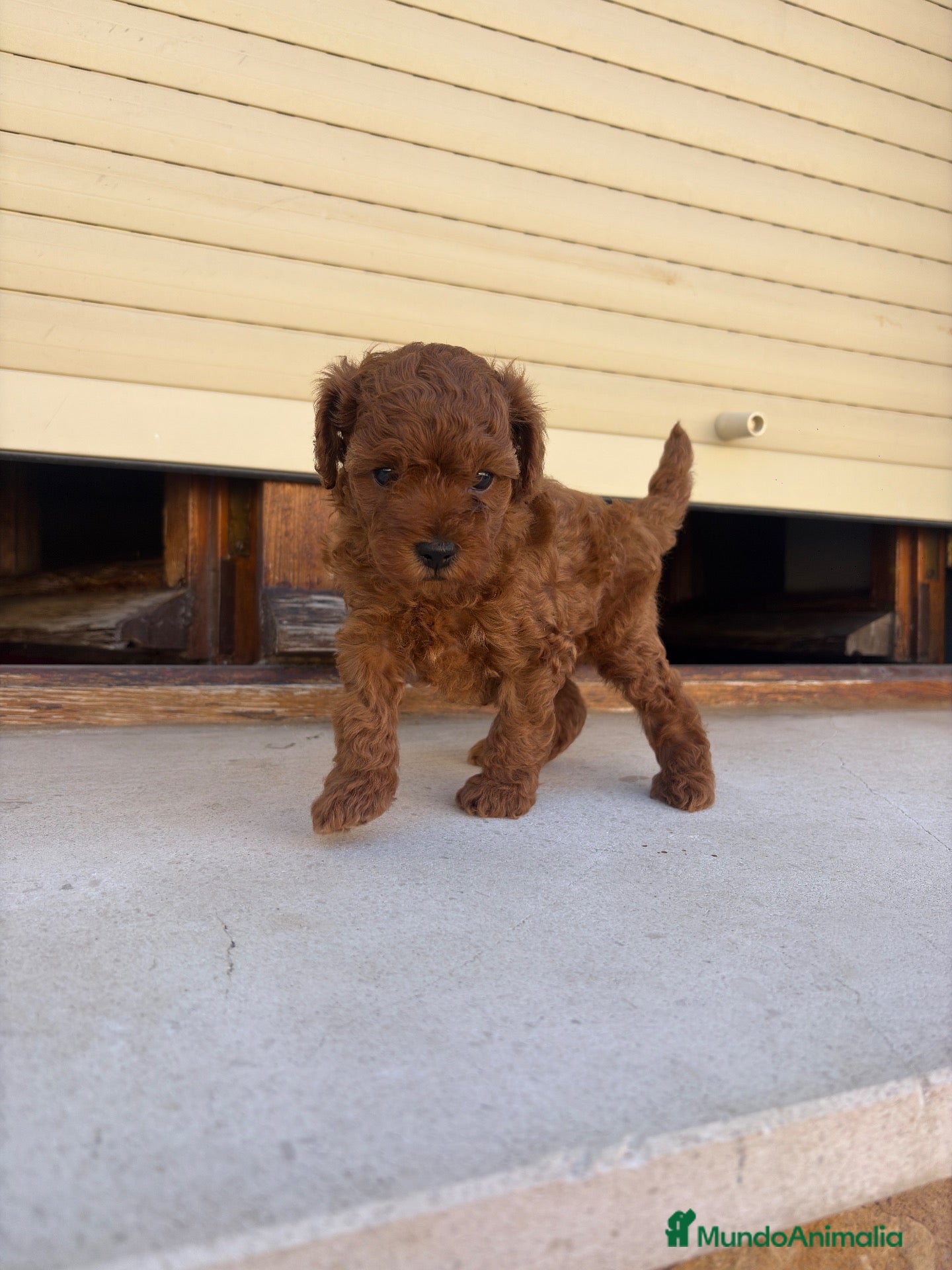 Caniche Toy perros Caniche Toy  - Anuncio 2
