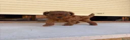 Caniche Toy perros en venta: Caniche Toy  - Anuncio 4