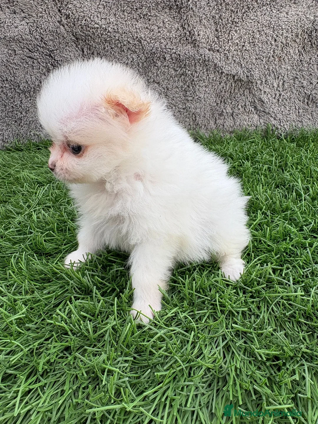 Pomerania perros en venta: Hembra mini toy lulu Pomerania blanca naranja  - Anuncio 20
