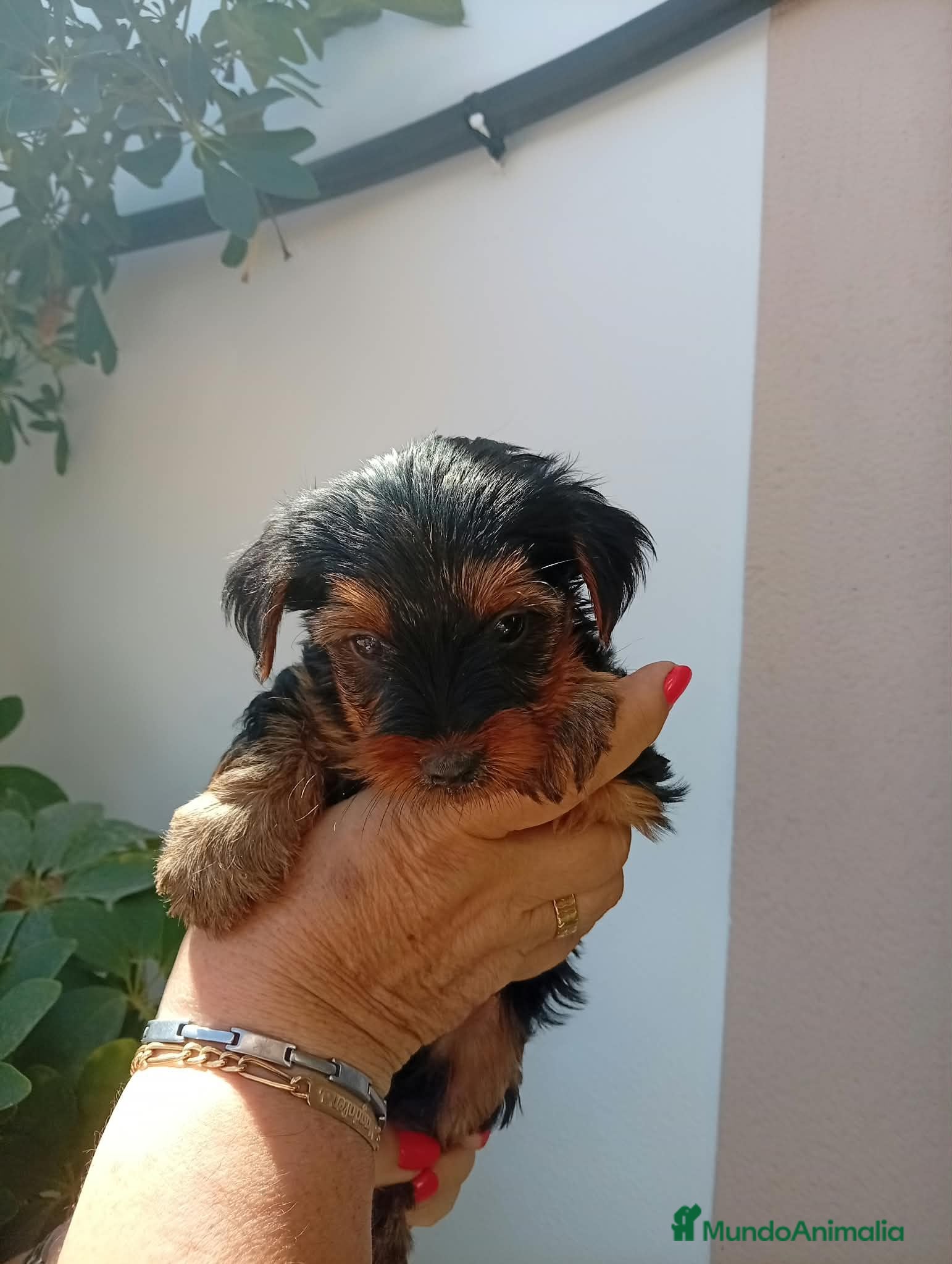 Yorkshire Terrier perros Yorkshire toy - Anuncio 3