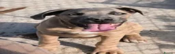 Cane Corso perros en venta: Cane Corso - Anuncio 6