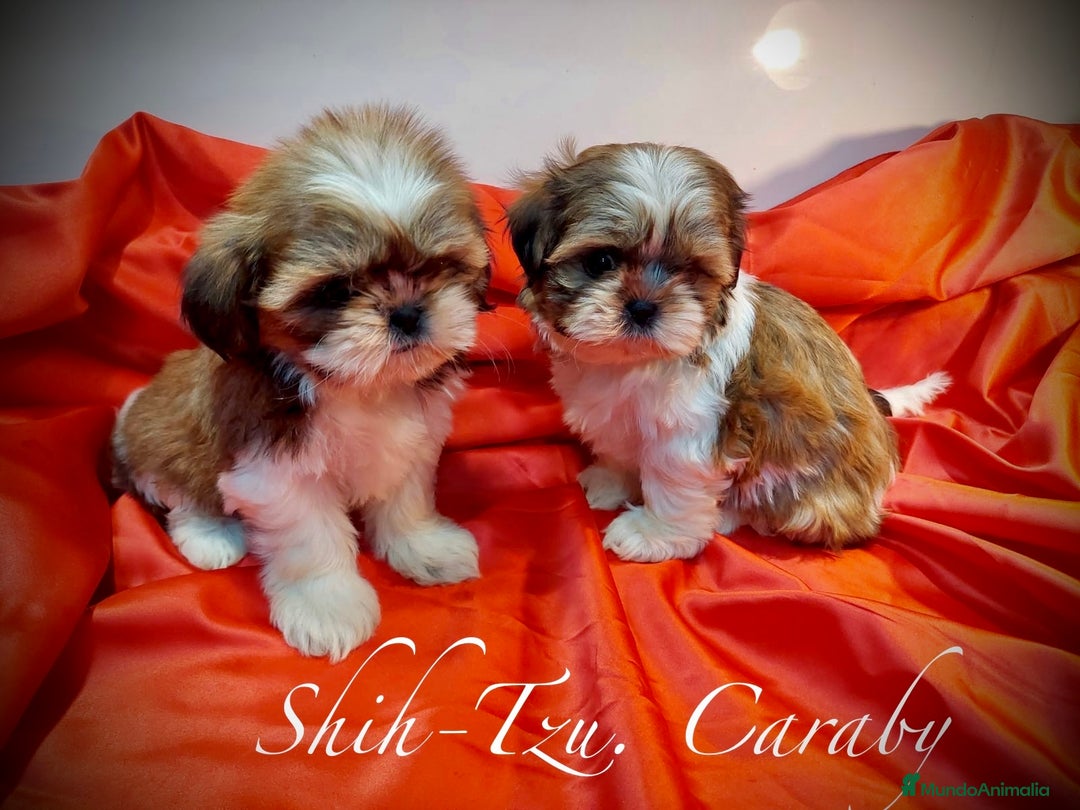 Shih Tzu perros en venta:  Shih-Tzu En Caraby Benidorm  en Alicante - Anuncio 5
