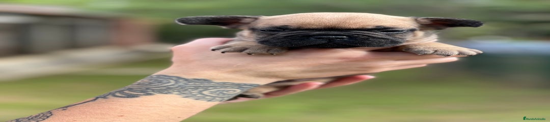 Bulldog Francés Cachorro 1