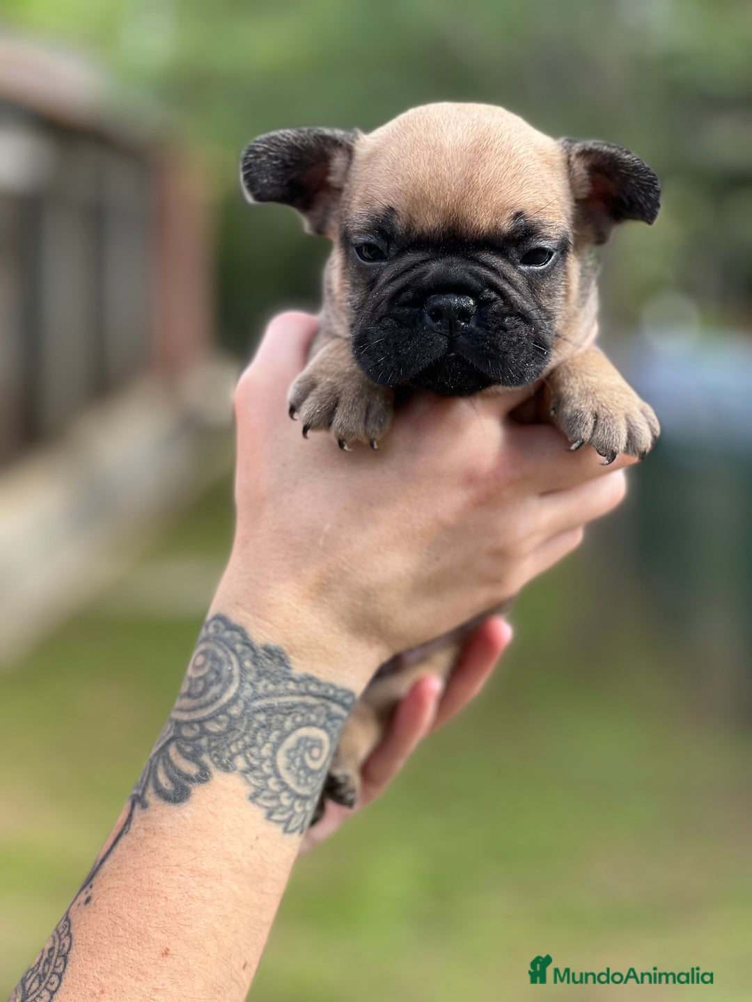 Bulldog Francés perros en venta: Bulldog fawn macho  - Imagen 2