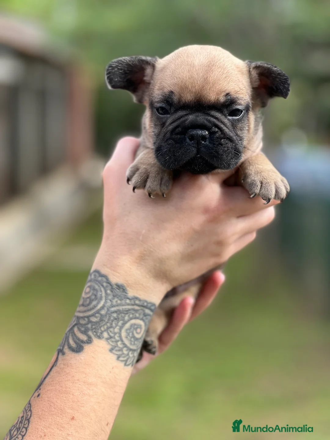 Bulldog Francés perros en venta: Bulldog fawn macho  - Anuncio 2