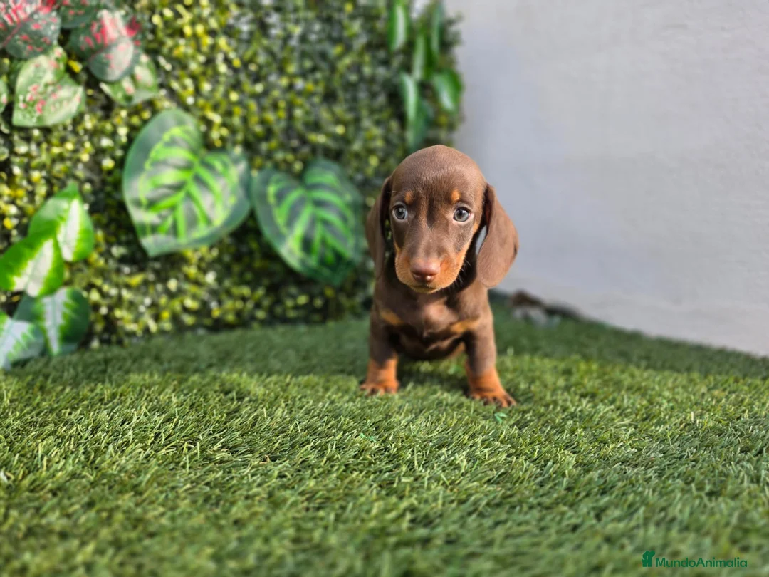 Teckel Miniatura perros en venta: TECKEL MINI & KANNINCHEN CHOCOLATES - Anuncio 4