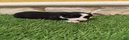Border Collie perros en venta: Border Collie hembra   - Anuncio 5