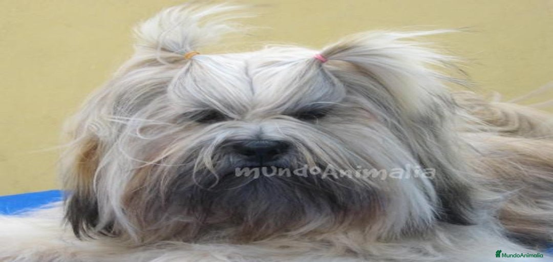 Imagen de galería {{count}}