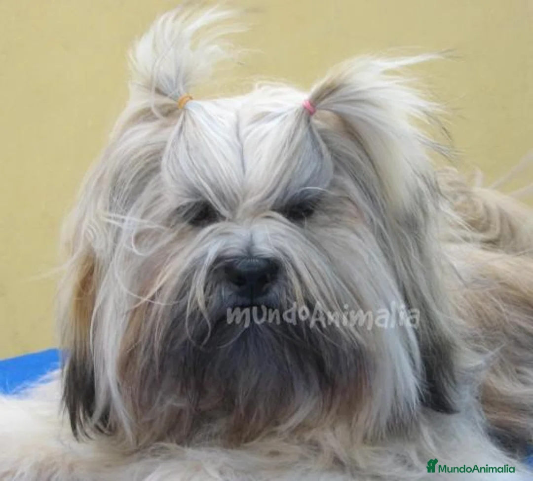 Imagen de galería {{count}}