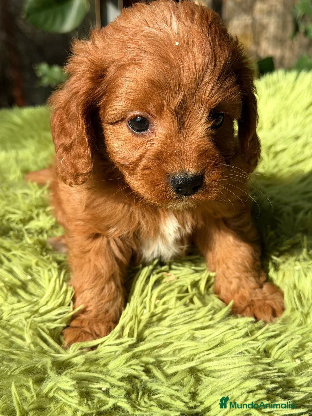 Cavapoo perros en venta: CAVAPOO ROJO - Anuncio 5