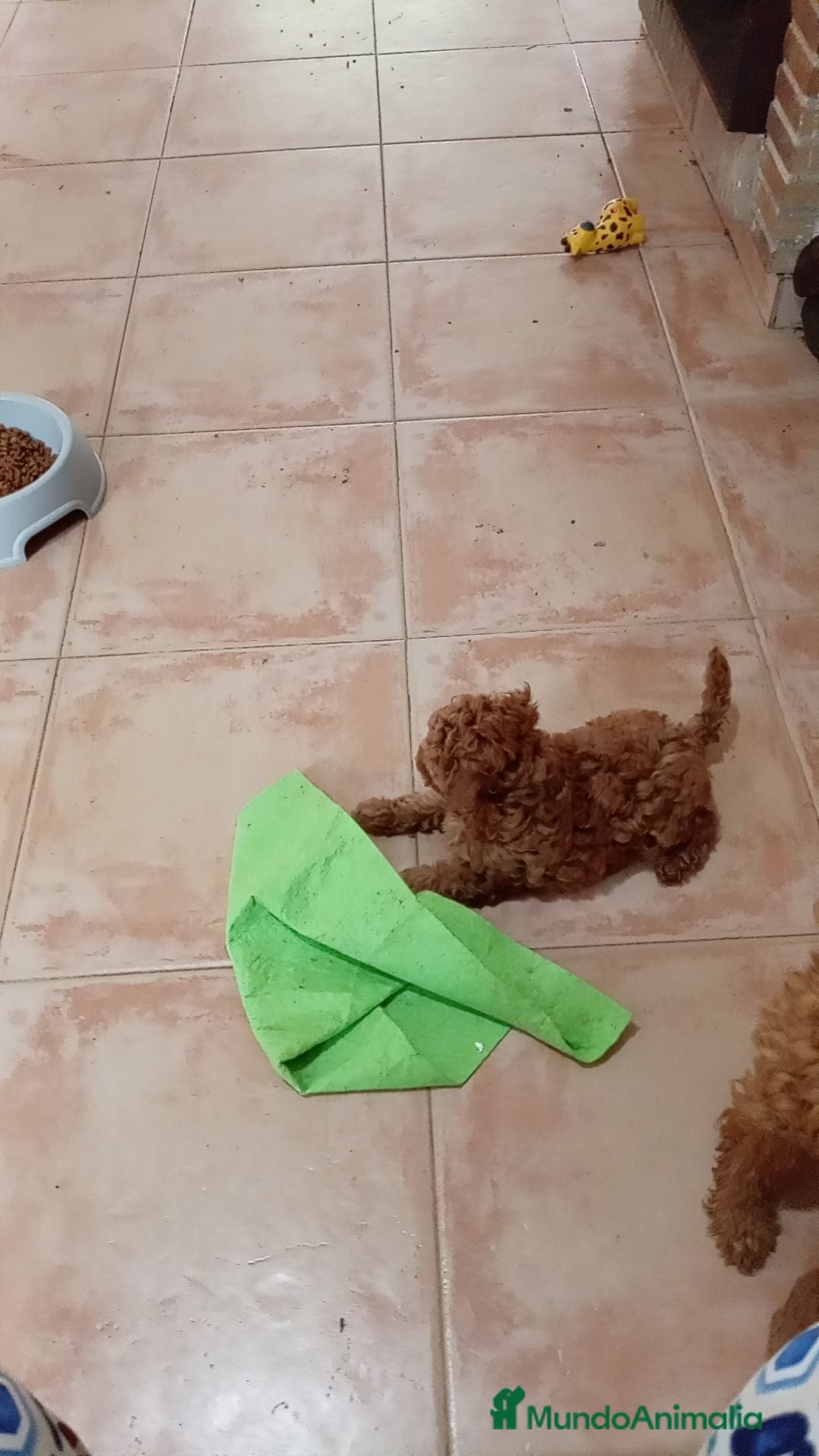 Caniche Toy perros Caniche toy - Anuncio 3