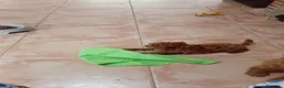 Caniche Toy perros en venta: Caniche toy - Anuncio 11