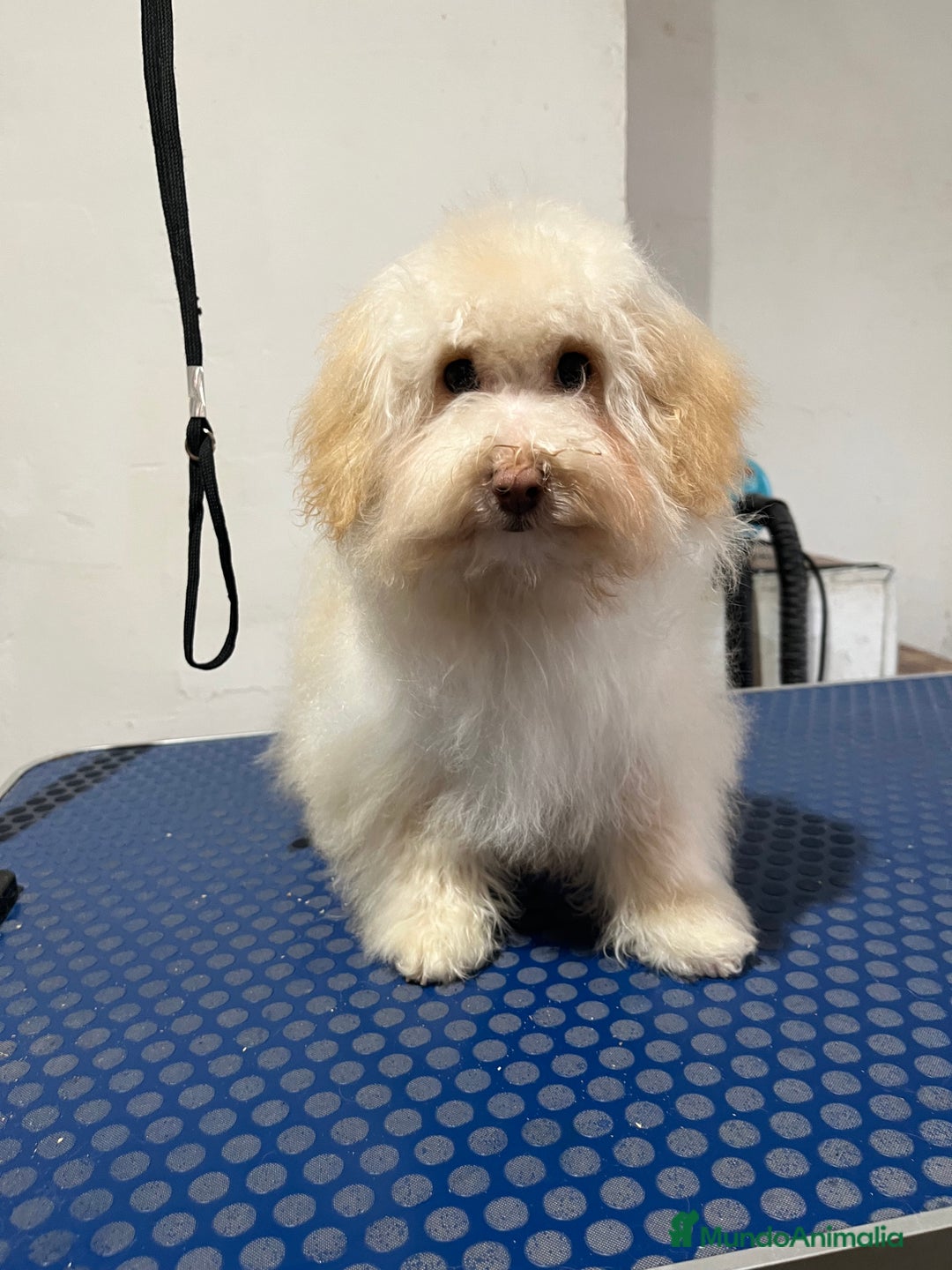 Maltipoo perros en venta: Maltipoo  - Anuncio 5