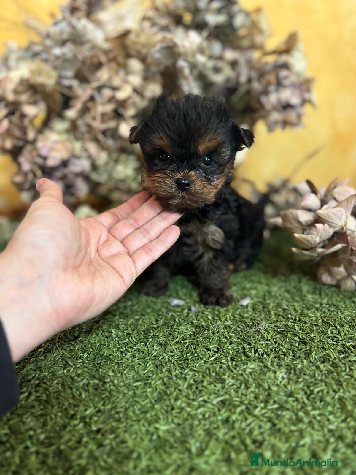 Yorkshire Terrier perros Yorkshire Toy fotos actuales hembra y macho !! - Anuncio 2