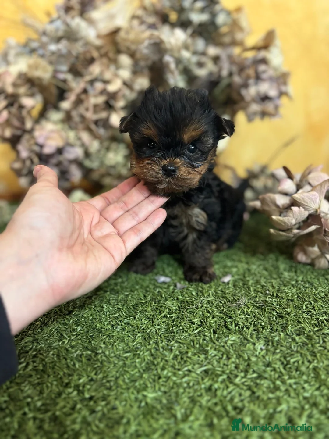 Yorkshire Terrier perros en venta: Yorkshire Toy fotos actuales hembra y macho !! - Anuncio 2