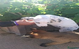 Dálmata perros en venta: Dalmata  - Anuncio 3