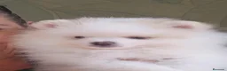 Pomerania perros en venta: Precioso Pomerania blanco parti merle fantasma  - Anuncio 6