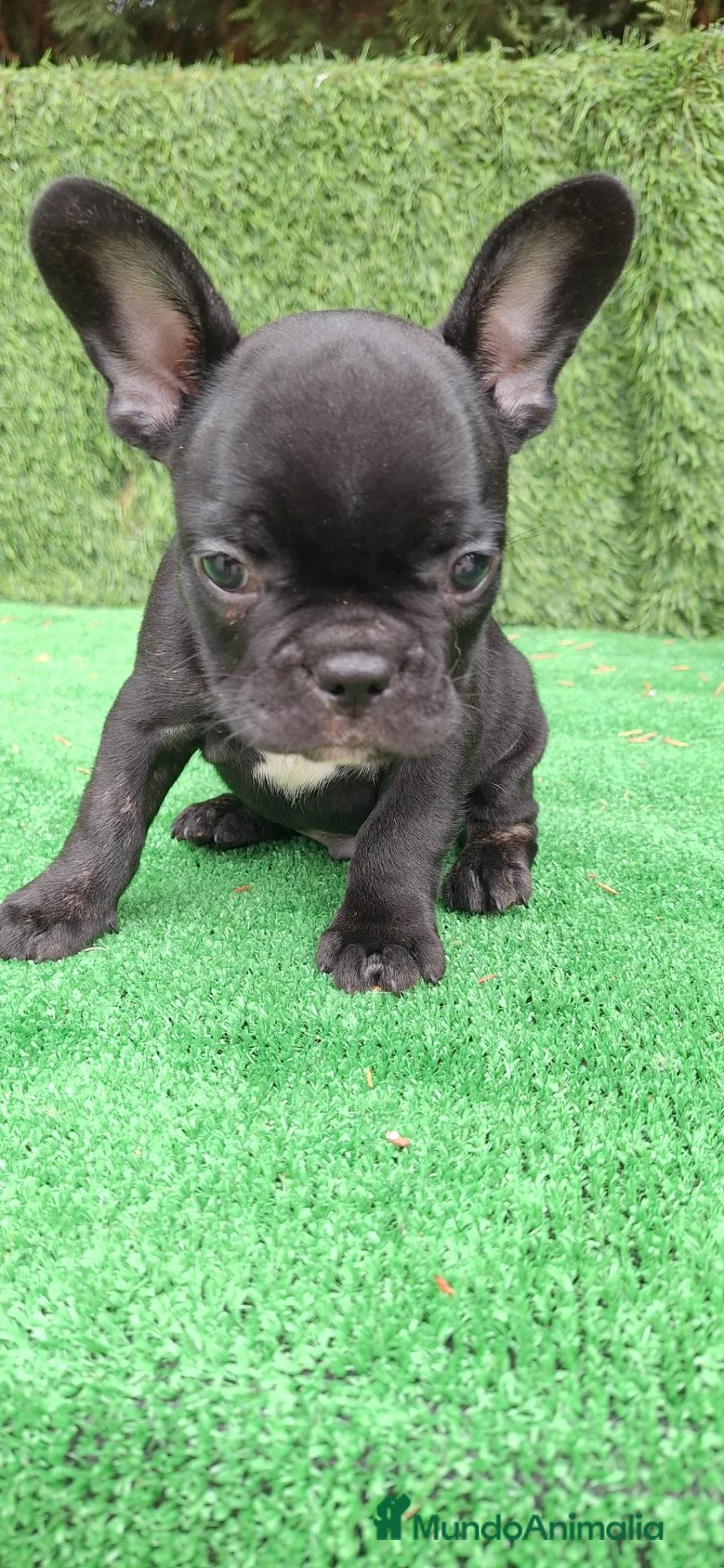 Bulldog Francés perros en venta: Bulldog Francés  - Anuncio 2