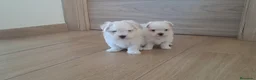 Bichón Maltés perros en venta: Cachorritos de Bichon Maltes  - Anuncio 3
