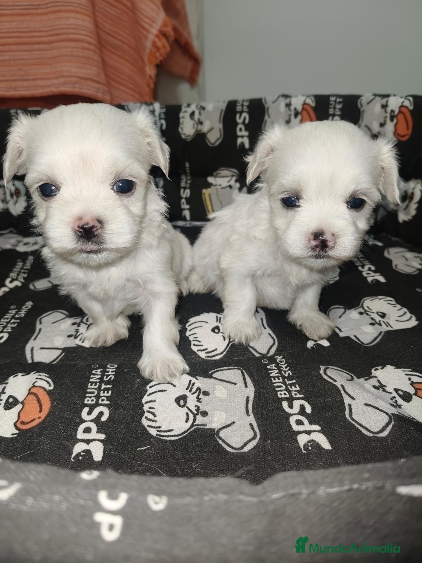 Bichón Maltés perros Bichon maltes toy - Anuncio 2