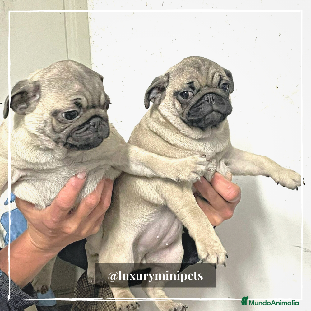 Carlino - Pug perros Preciosa camada de Carlino en Madrid - Anuncio 2