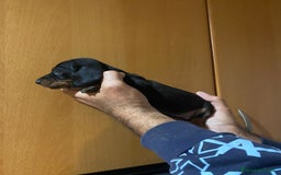 Teckel Miniatura perros en venta: Teckel kanichen - Anuncio 5